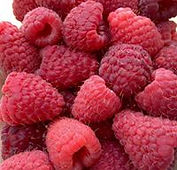 raspberries.jpg
