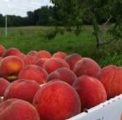 peaches.jpg