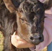 calf.jpg